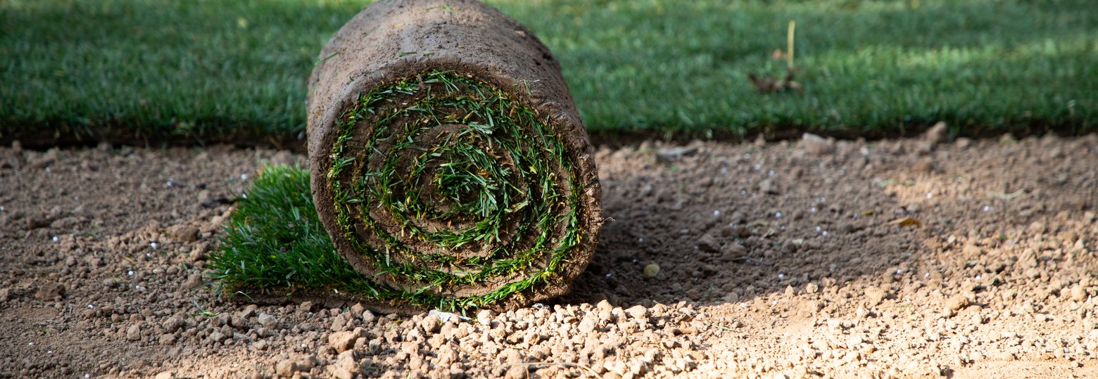 oll of green grass turf in back yard. Gardening concept, green lawn