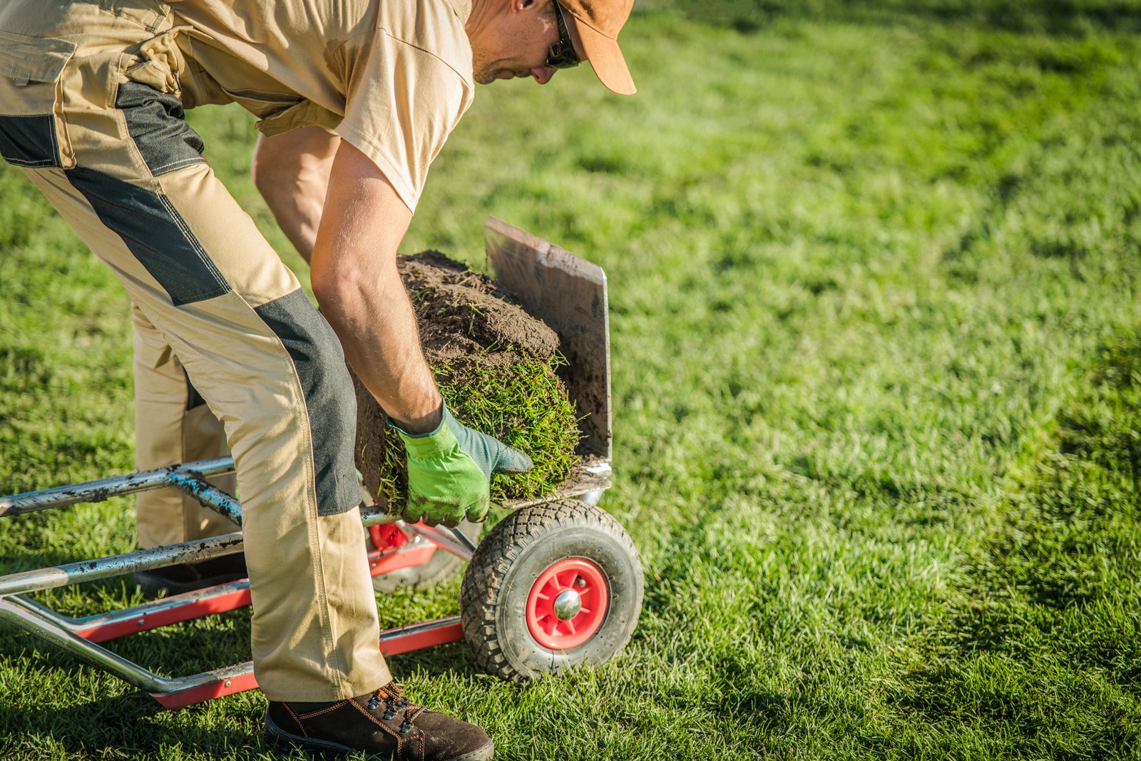 Caucasian Male Gardener Loads Left Over Rolls Of Sod On Wheeled Moving Dolly.